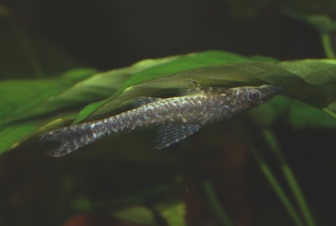 Hypoptopoma 5.jpg