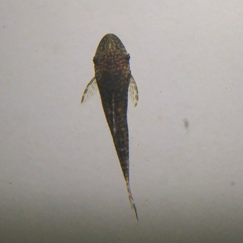 Hypoptopoma 3.jpg