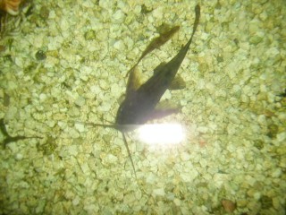 upperside
