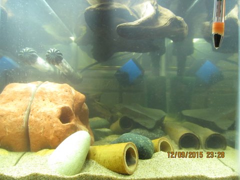 Guahiborum quarantine tank end view.jpg