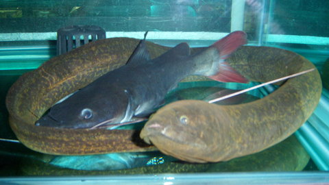 Eels, Synbranchus marmoratus and ARTC 2.JPG