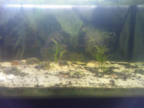acquario per eremophilus sp 1.png