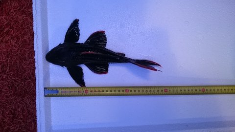 DSC_0849.JPG