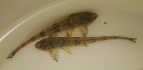 whiptail-3.jpg