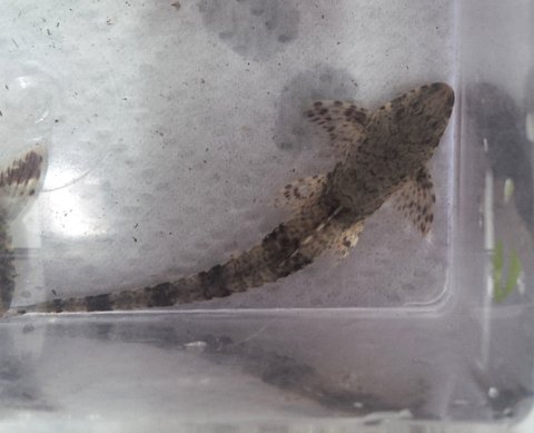 whiptail-1.jpg