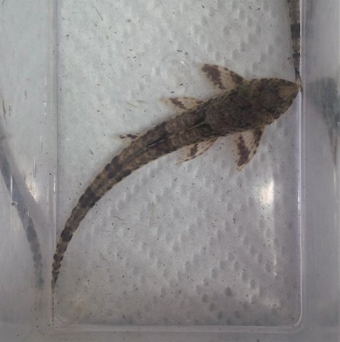 whiptail-2.jpg