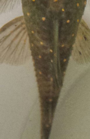 Possible odontode growth