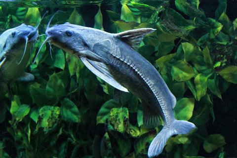 Koltsix/ Centrodoras Brachiatus