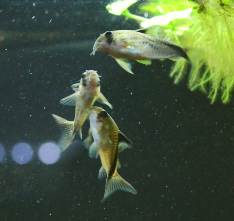 Corydoras melini 'dancing' and 'T'