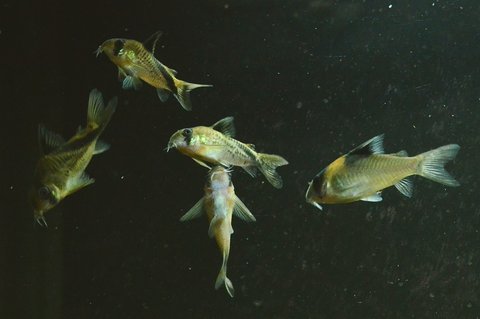Corydoras melini and burgessi 'dancing' and 'T'
