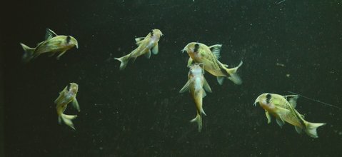 Corydoras melini 'dancing' and 'T'