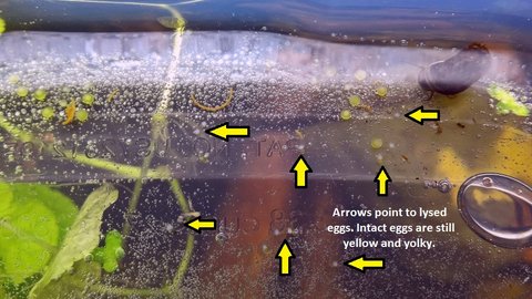 Centromochlus perugiae eggs with ramshorn snails egg lysis.jpg