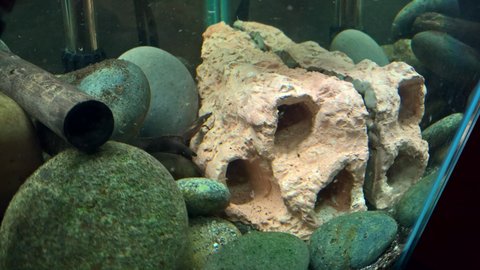 ABOVE: The 3-cave textured wall unit in the 20 Gal tank