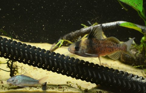 Brachyrhamdia imitator and Brochis sp.