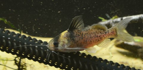 Brachyrhamdia imitator