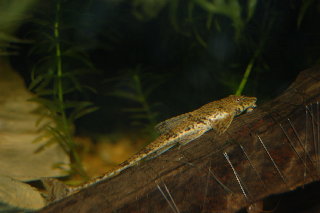 DSC_0007.JPG