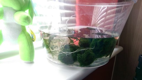 Experiment tank