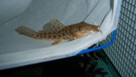Giraffe cat occi or senegali 2.JPG