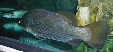 Barramundi 2.JPG