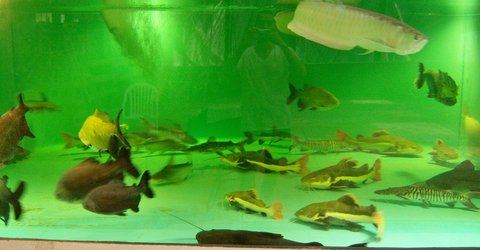 Group, tank 2-2 Mar 2016 2.JPG