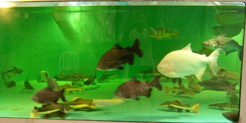 Group, tank 2-2 Mar 2016 4.JPG