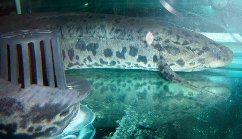 Lungfish, SA 2.JPG