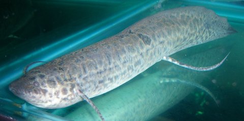 Lungfish, west african 3.JPG