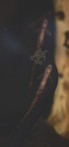 Farlowella vittata, 14-month old pair spawning