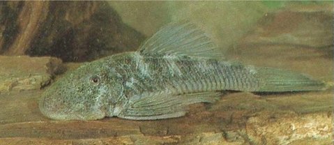 Chaetostoma THOMASI from Baensch & Riehl. 1985. Aquarien atlas. 2nd ed.jpg