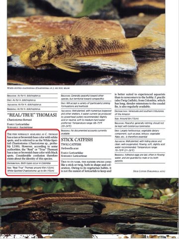 Chaetostoma THOMASI from Dawes 2001.jpg