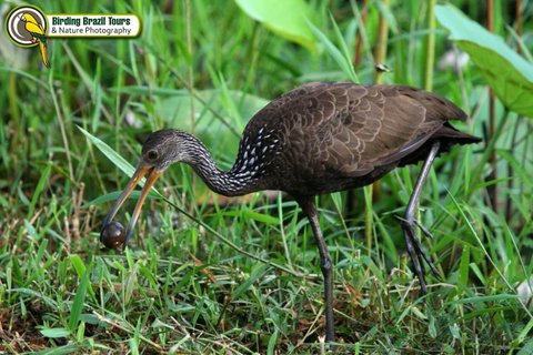 Limpkin_eating_apple_snail_Guyana_AW.jpg