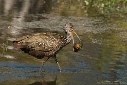 limpkin-snail-mia-mcpherson-4565.jpg