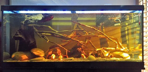 75 gallon tank with rocks.jpg