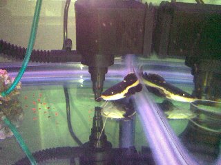 SMiley the REdtail