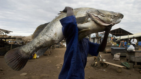 nile perch.jpg