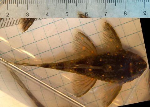 Smaller fish, 55mm SL