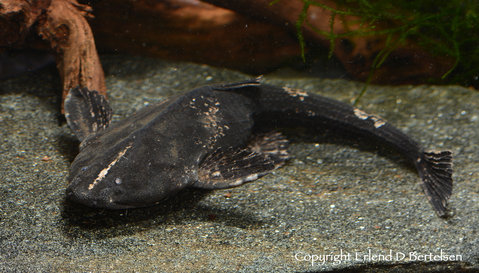 Bunocephalus coracoideus Female