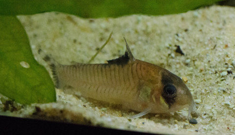 Cory oiapoquensis with fin rot