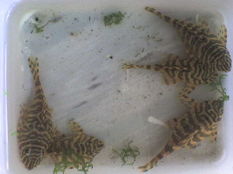 Peckoltia compta.jpeg