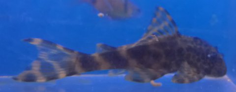 Peckoltia posterior 1.jpg