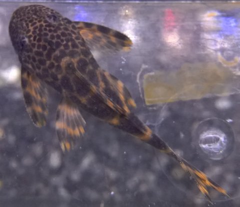 Peckoltia dorsal 1.jpg