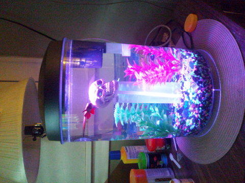 My female veiltail betta