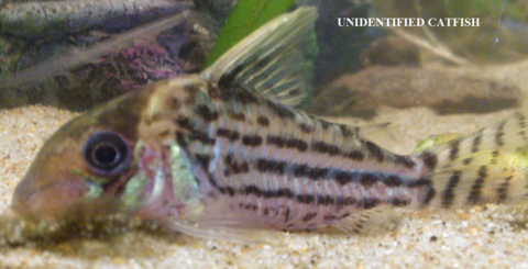 September, 2014 (same fish, different camera angle)