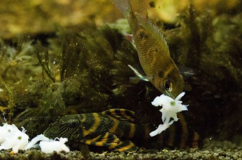 L397 juvenile and Biotodoma cupido juvenile, feeding on frozen prawns (not their usual diet)