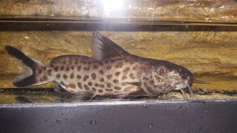 Second specimen (male)