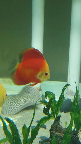 fish3.jpg