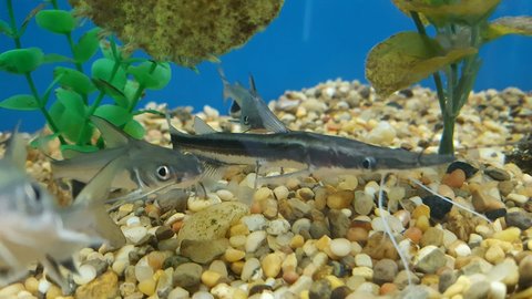limacatfish.jpg