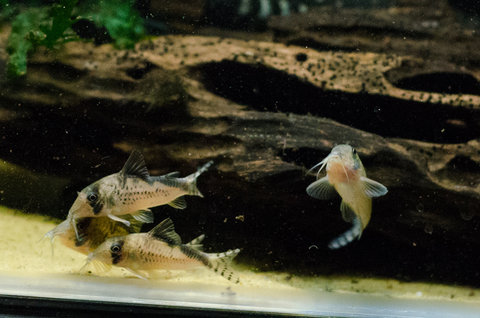 Mystery corydoras from Colombia, imported with C.melini