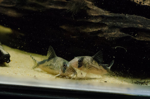 Mystery corydoras from Colombia, imported with C.melini