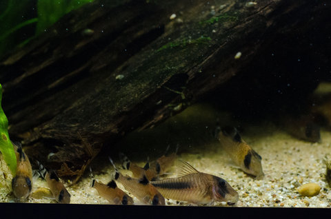 Feeding time in my Rio Oiapoque Tank with Corydoras oiapoquensis, condiscipulus and amapaensis